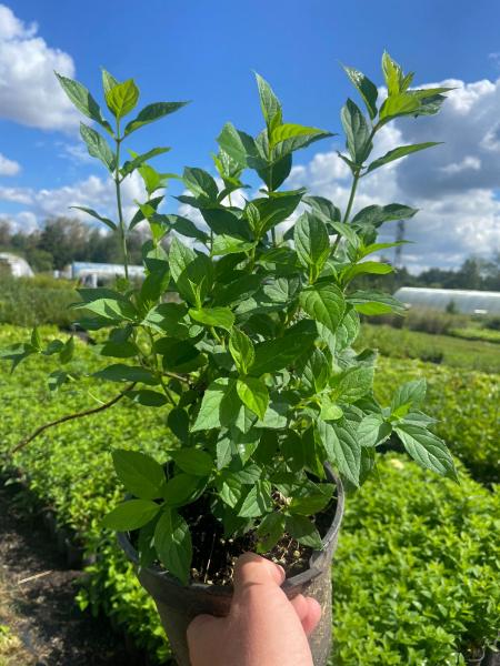 Гортензия метельчатая 40-60см ЗКС (горшок 2 литра)  .  Осуществляем посадку кустарников.